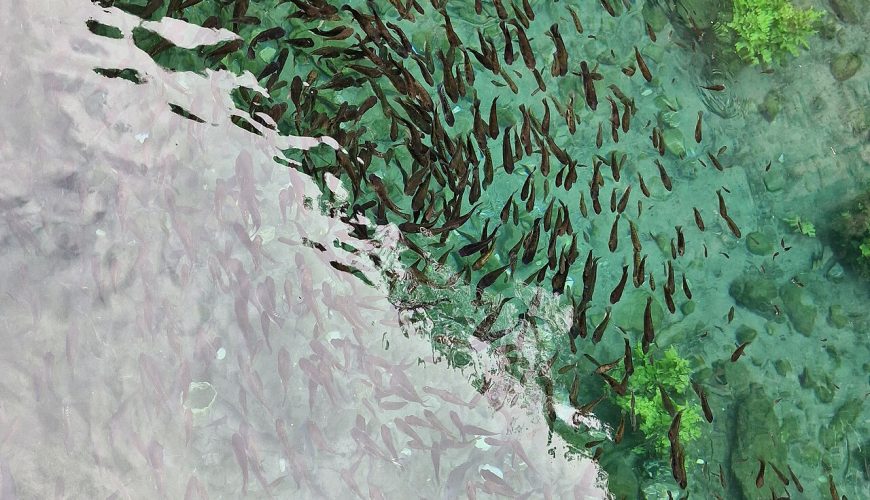 أفضل وقت لزيارة صلالة: دليلك الكامل للطقس والمواسم